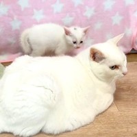 ママと同じ色の先住猫→接近した子猫たちが、真実に気づいた瞬間…予想外の『愛おしいリアクション』に「パヤる子供達」「幸せ空間」と反響