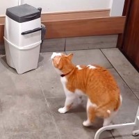 お留守番中のネコを隠し撮り→寂しくなってしまい、思わず…いじらしすぎる『健気な行動』に「愛おしくてたまらん」「明らかに探してる」の声