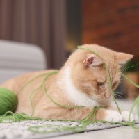 『やんちゃな猫』との暮らしで起こりがちなこと3選　行動の心理から気を付けたいことまで