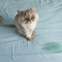 猫が『ふとんに粗相』をするときの理由3つ　どんな意図があるの？対策方法まで解説