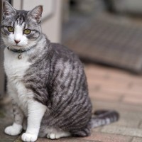 猫を『家の外』に出さないほうがいい理由４つ　起こりうるトラブルや出たがるときの対処法まで