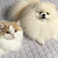 甘えん坊な『犬と猫』→飼い主さんが『ミーティング』をしていると…思わず笑ってしまう行動に「尊すぎるｗ」「ニマニマしちゃった」と反響