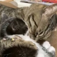 新入り子猫と先住猫の相性が良すぎた結果…あまりにも仲睦まじい『2匹の様子』が尊いと反響「付き合いたてのカップルみたい」「かわいい」