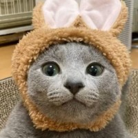 うさぎの被り物をつける『キュートな子猫』→成長した結果…１年後の『衝撃の変化』に「１年違うだけだよね？」「貫禄半端ないｗ」と驚愕