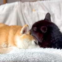 赤ちゃんのように黒猫に甘える犬→昔を振り返ってみると…愛おしくてたまらない『立場が逆転した光景』に反響「幸せが溢れてて…泣きそう」