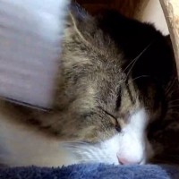 ミニほうきで撫でられるのが好きな猫→同居猫にも試してみた結果…想定外すぎる『リアクション』に爆笑「かわいいｗｗ」「凄いｗ」と23万再生