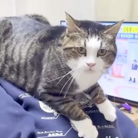 大好きな女の子の背中に乗るネコ→５年前を見てみると…『成長しても変わらない愛情』に反響「グッときた」「お姉ちゃん大きくなったね」の声