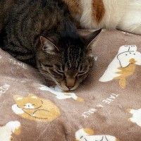飼い主『声出た』→布団の上にいる"３匹の猫"をふと見たら…予想外の『尊すぎる瞬間』に２万いいね「かわいい」「笑顔になった」と反響