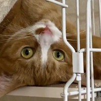 ハンモックの使い方が『個性的すぎるネコ』…とんでもない体勢に「なんて格好してるのｗ」「ヨガにでもハマったのかなｗ」と爆笑の声続出