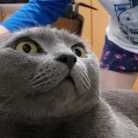 パパに『ウザ絡み』される凶暴猫→我慢の限界に達した結果…爆笑必至の『成敗っぷり』が67万再生「普通なら逃げるのにｗ」「もう勘弁してｗ」