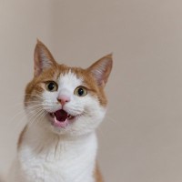 猫が朝になると『激しく鳴く』理由5つ　止めさせる方法はある？対処法まで解説