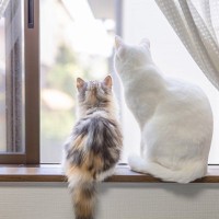『孤独を感じている猫』がみせるサイン5選　寂しさの原因から和らげるためのポイントまで