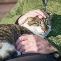 猫が『ハイシニア』になると起こる変化6つ　何歳から超高齢になるの？飼い主ができるサポートまで