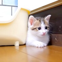 隙間にピッタリ挟まる保護子猫→姉猫が遊びに誘ったら…可愛すぎて『ずっと見ていたくなる光景』が話題「避難しているのかな」「見事な挟まり」