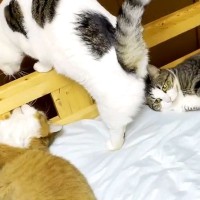 ベッドで寝ようとする男の子→すでにネコたちが集まっていて…どう見ても『定員オーバーな光景』が26万再生「最高かよ」「お兄ちゃんモテモテ」