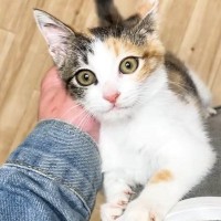 甘えたい『元気いっぱいな子猫』→膝の上をめがけて『ジャンプ』すると…あまりにも尊い光景に「すごいかわいい」「パパさん大好きだねー」の声