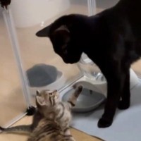 生まれたばかりの赤ちゃん猫に、兄猫が……『優しい光景』と『まさかの結末』が24万再生「最後ので爆発したｗ」「お世話したいんだろうねｗ」