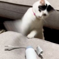 置いてあった『ドライヤー』相手に、猫が…本気で『戦い始める光景』に爆笑する人が続出「だいぶ激しいｗ」「可愛すぎて涙が出たｗ」と48万再生