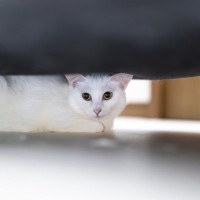 猫を愛する人が『絶対にしないこと』6つ　避けるべき理由や愛猫に与える悪影響まで