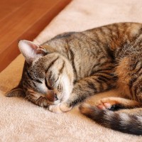 猫が『亡くなる前』に飼い主がすべきこと4つ　穏やかな最期を見送るための準備と心構え