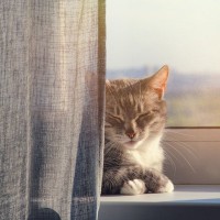 猫が『カーテンの裏』に隠れたがる4つの理由　考えられる心理やベストな対応方法