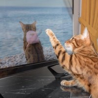 猫が『テレビ』に夢中になっているときの理由4つ　どんな映像に反応する？興味を示す番組の特徴まで
