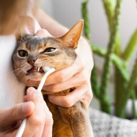 猫の『抜歯』が必要になるケース3つ　放置するのは危険？歯を守るための予防法も解説
