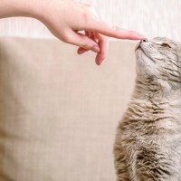 猫も人も発症する『人獣共通感染症』5つ　主な原因や症状、知っておくべき予防法まで