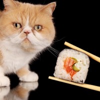 猫が命を落としかねない『生の食べ物』3つ　知らないと危険な理由や誤って食べた場合の対処法まで