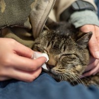 猫に『鼻くそ』ができているときの原因3つ　病気の可能性はある？お手入れの方法も解説