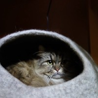 猫の『目が回っている』ときに考えられる原因5つ　病気の可能性から適切な対処法まで解説
