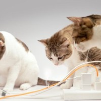 猫が『火事』を招いてしまうケース5つ　見落としがちなリスクや必ず見直すべき予防策まで