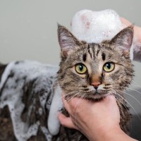 お風呂が苦手な猫を『キレイにする方法』7つ　洗わずに行うメリットや入浴が必要なときの対処法まで