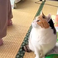 おやつをもらえることになった『三毛猫』…待っているときの様子が尊すぎると18万再生「全部ひっくるめて可愛い」「何と愛おしい」