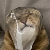 爪切りが苦手な猫→排水溝ネットを被せてみたら…まさかの光景に「古典的な銀行強盗ｗ」「悪いけどめっちゃ笑った」と爆笑する人が続出