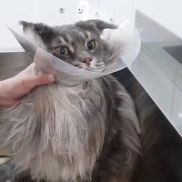 『12.88キロの大型猫』をプロがシャンプーした結果…素敵すぎる『仕上がり』が15万再生「毛量も半端じゃない」「ライオンとかに近い」と驚愕