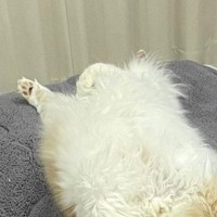 いつもは机の上に乗らない猫→入りやすいように『こたつの布団』を開けておいたら…まさかの瞬間に爆笑「頭いいなぁｗ」「敷物かと思ったｗ」