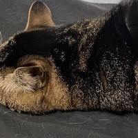 床でくつろいでいた猫の『シルエット』が……まるで『未確認生物』のような瞬間に２万いいね「すごい寝相で笑ったｗ」「本当に猫？」