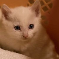 寒い朝、『玄関でうずくまっている子猫』を発見……保護された様子に涙が出ると122万再生「幸せをありがとう」「家族になれて良かった」