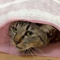 何かを必死に訴える猫→飼い主がようやく気づいて…尊すぎるやり取りと『結末』が120万再生「明らかにしょげてるｗ」「言葉を理解してそう」