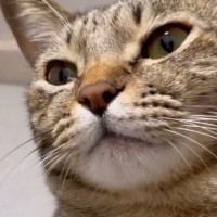 『ぴゃ』と鳴く猫→『口元』を見ていると……飼い主を笑顔にした『まさかのクセ』が35万再生「たまらんねｗ」「何回も見てしまうｗ」