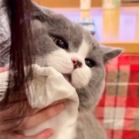 顔を拭かれるのに耐えられなくなった猫…赤ちゃんのような『尊い仕草』が55万再生「自分の可愛さを理解してるｗ」「お利口さんだね」
