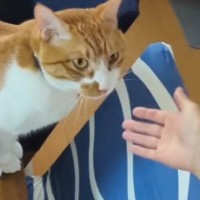 大好きなママが『抱っこ』と言ったら…甘え上手な猫が見せた『可愛すぎる行動』が16万再生「言葉を理解してて凄い」「羨ましい限り」