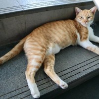 クアラルンプール高架鉄道の２駅で人気の猫ちゃんたち　SNSでも大注目を浴びる　マレーシア