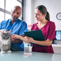 愛猫は「猫の献血ドナー」　落ち着いた性格がこの「仕事」にはぴったり！　英国