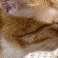 同居猫に『毛づくろい』をしてもらっていた猫…まさかの『仕上がり』に爆笑の声「ドライヤーの後みたい」「通気性は良さそうｗ」と３万いいね