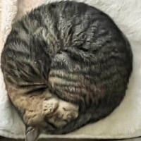 丸まって寝ている猫を撮影→『線で囲ってみた』結果…完璧すぎるフォルムに１万いいね「見事な丸み」「綺麗なアンモニャイト」と絶賛