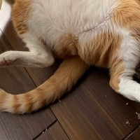 窓際にいる『猫』を見たら…想像以上に『酔っ払いのような光景』に笑ってしまう人が続出「なんて大胆なのｗ」「ウチの旦那みたいｗ」