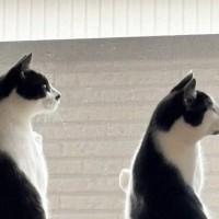 窓の外にいる鳥が気になった『2匹の猫』…息ぴったりの『シンクロポーズ』が可愛すぎると４万いいね「完全一致ｗ」「ペンギンかと思った」