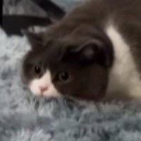 動く鳥のおもちゃを見つめていた猫→『飛びかかった』と思ったら…「ツッコまずにはいられないｗ」「声出して笑った」予想外の展開が23万再生